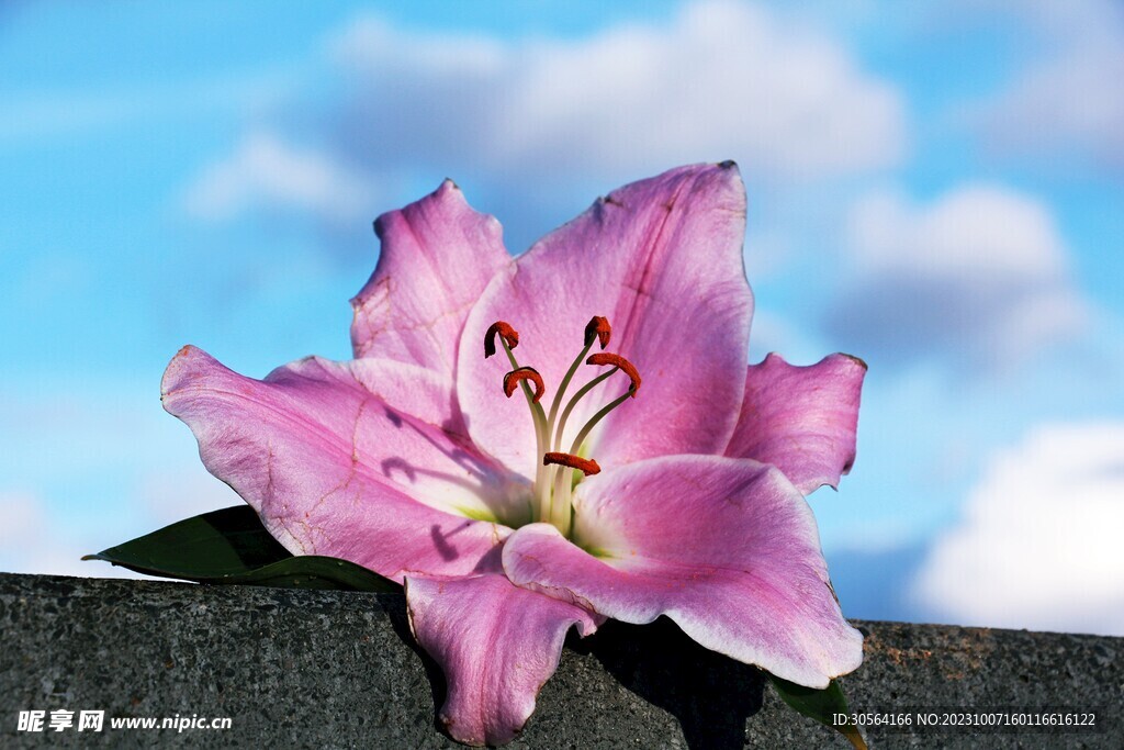百合花