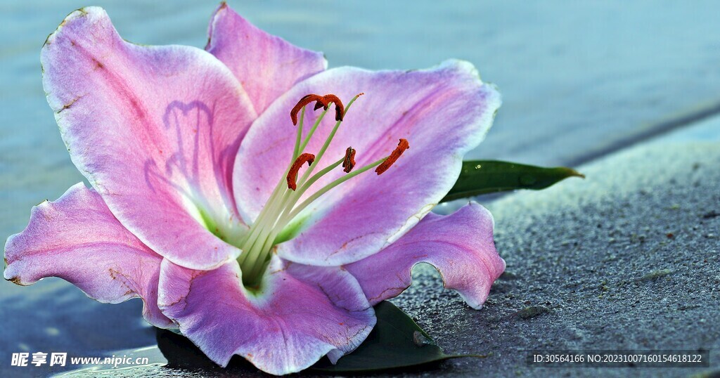 百合花