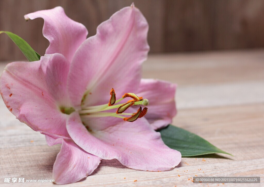百合花