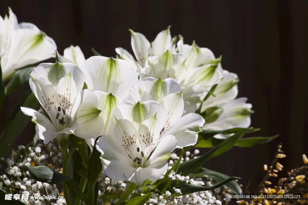 百合花