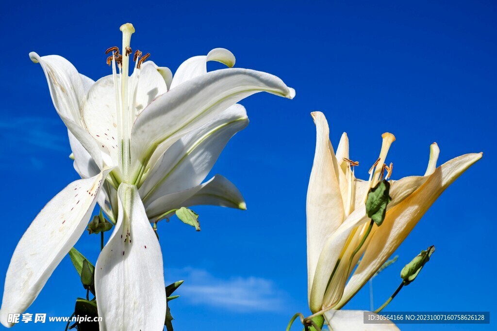 百合花