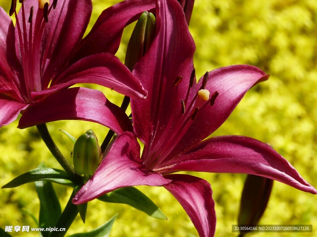 百合花