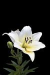 百合花