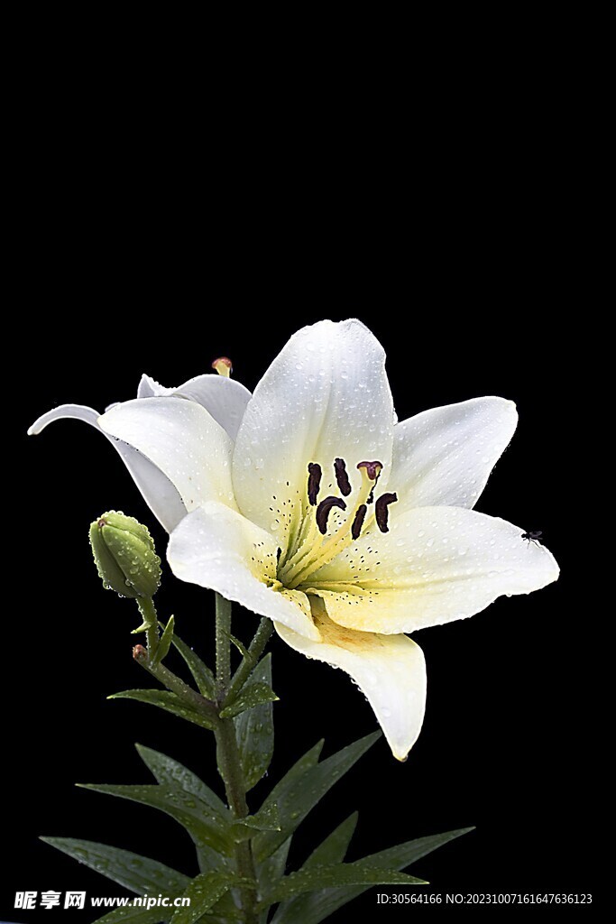 百合花