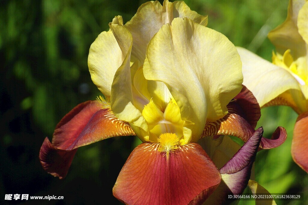 百合花