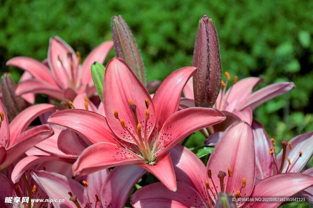 百合花