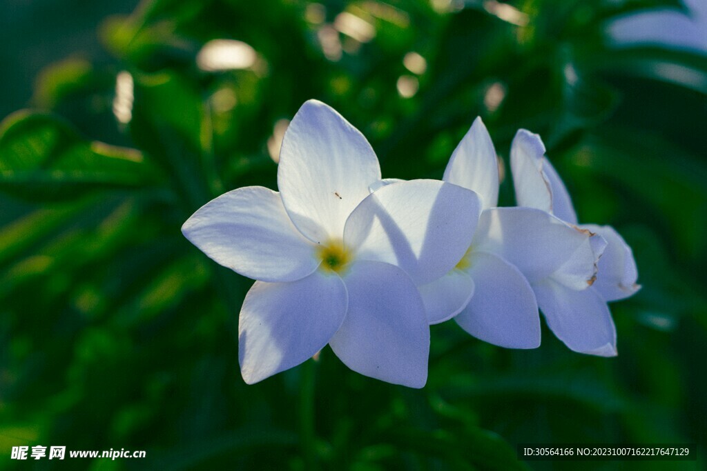 百合花