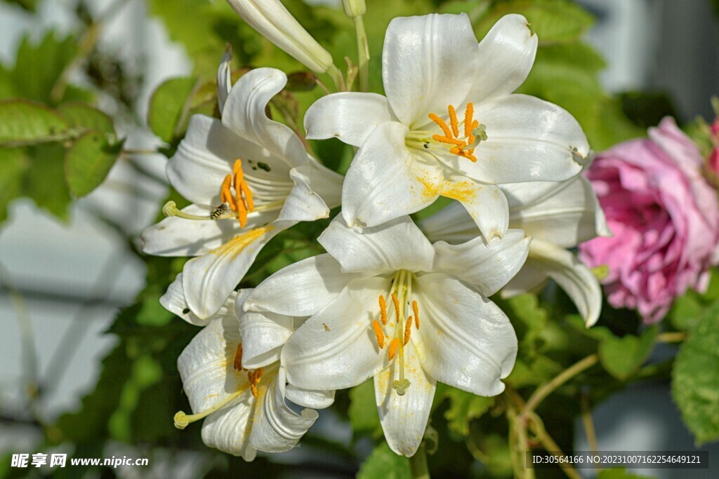 百合花