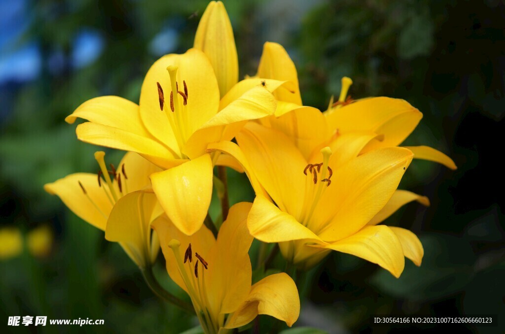 百合花