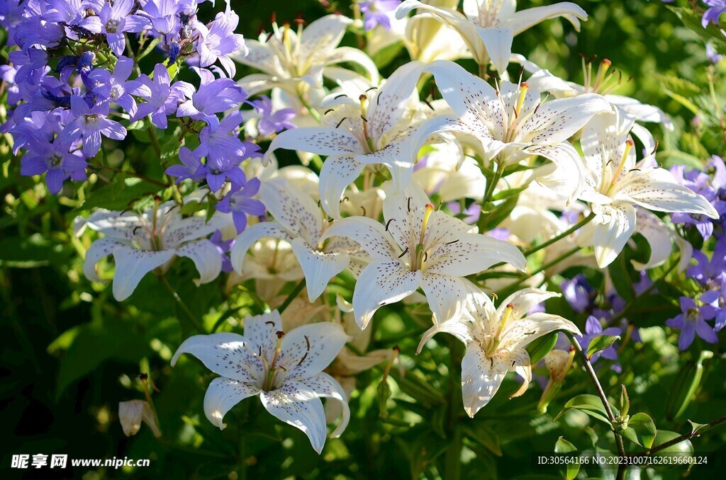 百合花