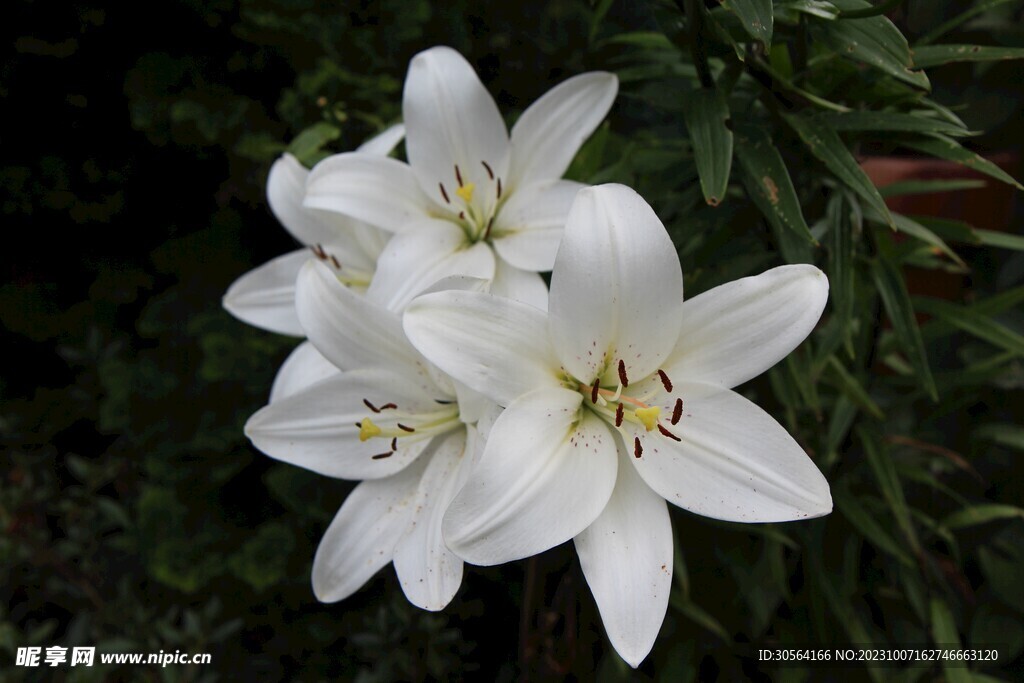 百合花