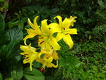 百合花