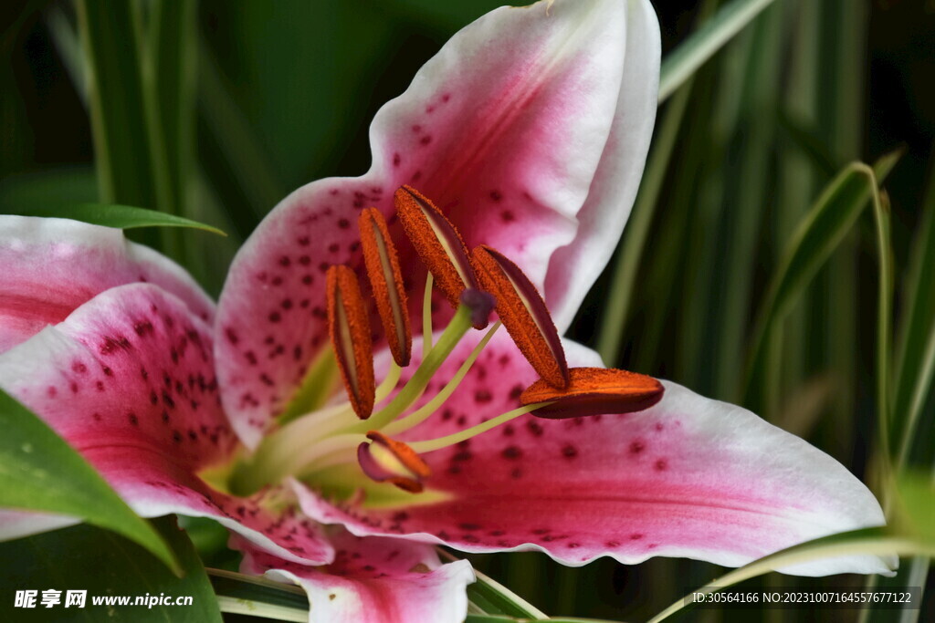 百合花