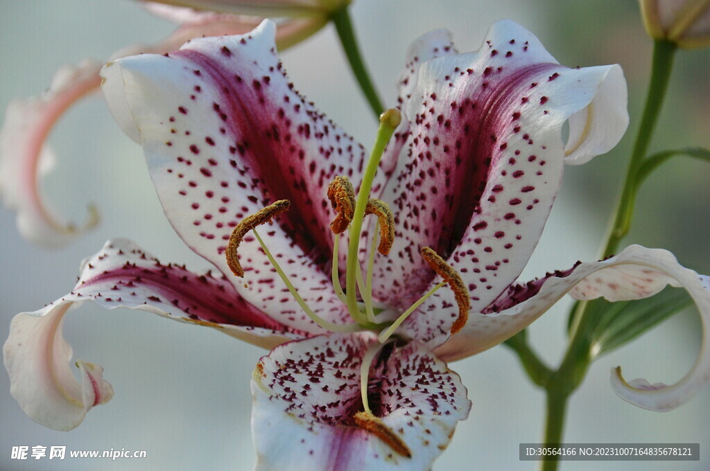 百合花