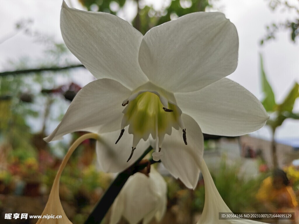 百合花