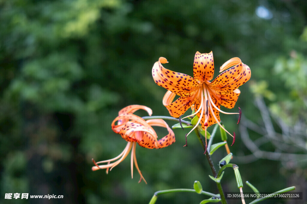 百合花