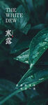 寒露  