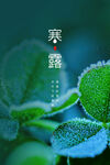 寒露海报           