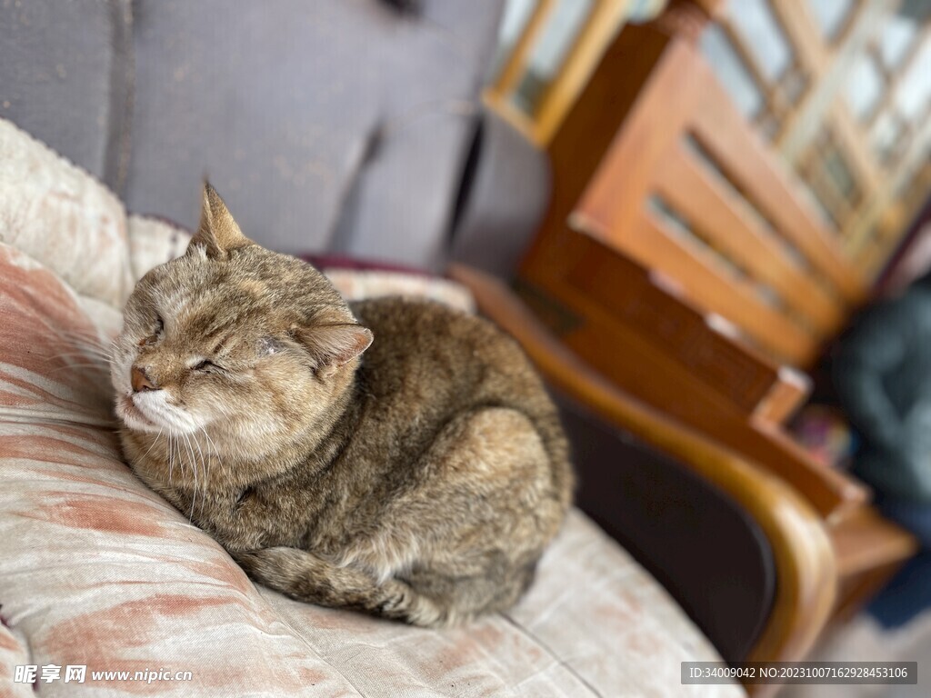 猫
