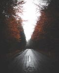 林间道路