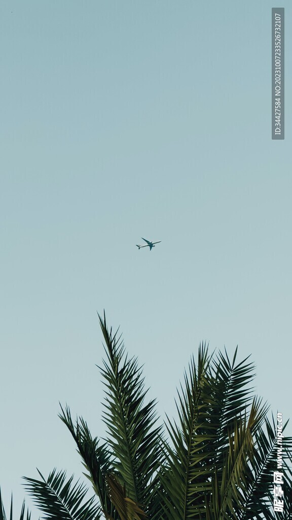 椰子树叶和飞机