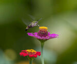 蜜蜂