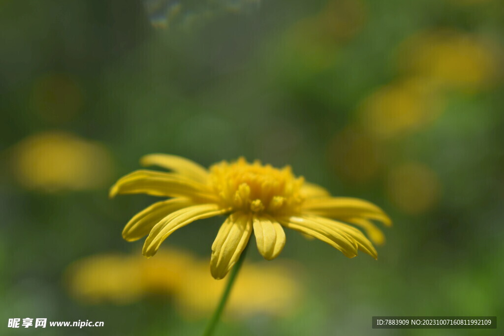 野菊花