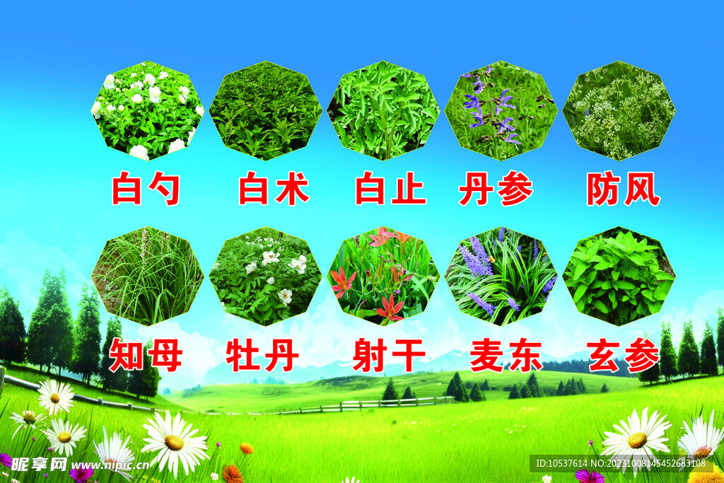 中药材