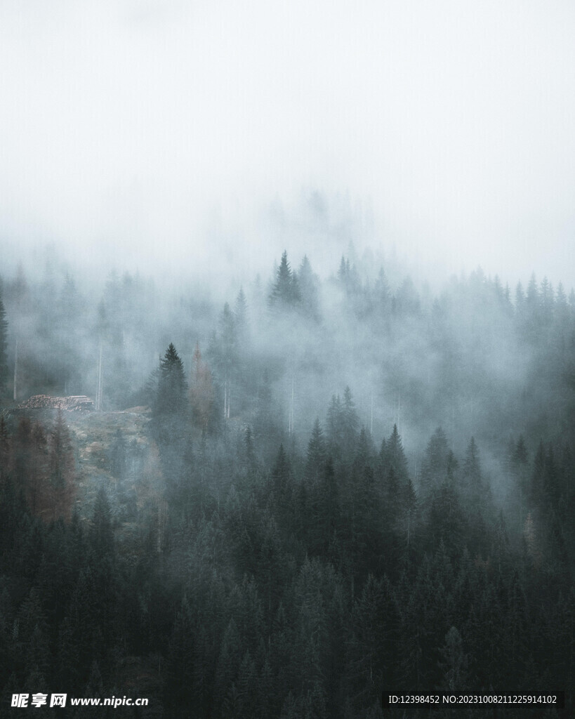 晨雾袅绕的森林