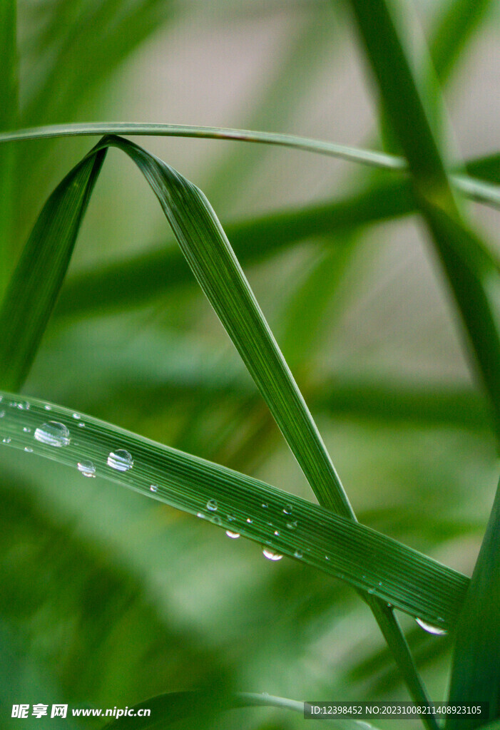 草叶上露珠