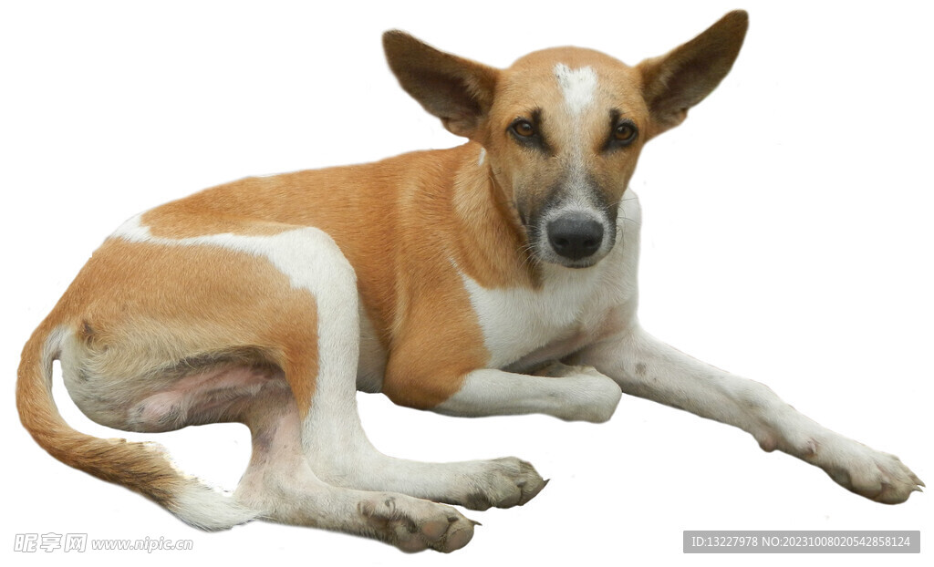 狗