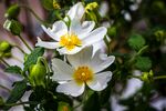 银莲花
