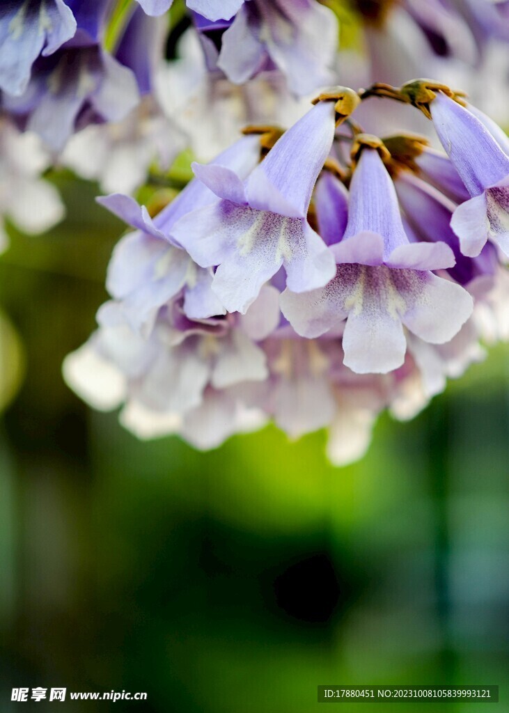 泡桐花