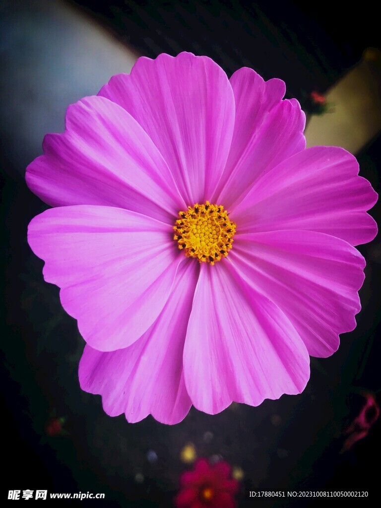 秋英