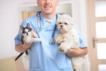 兽医与猫狗