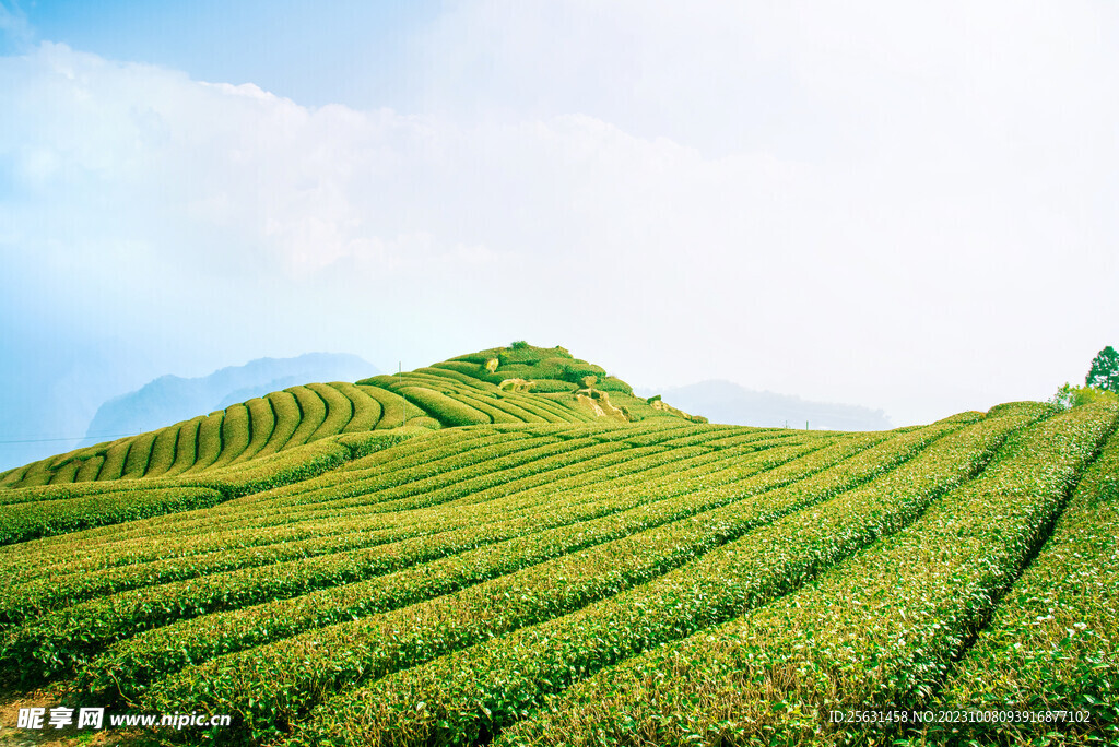 茶山