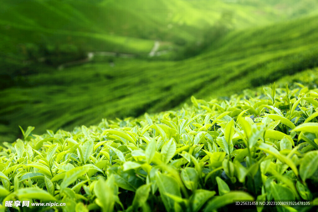 茶园茶叶