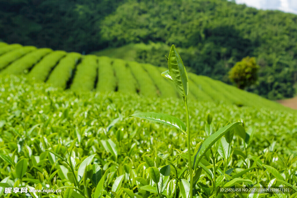 茶山