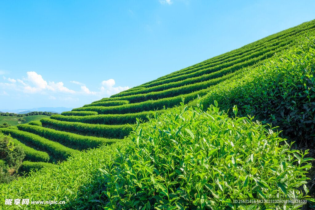 茶山