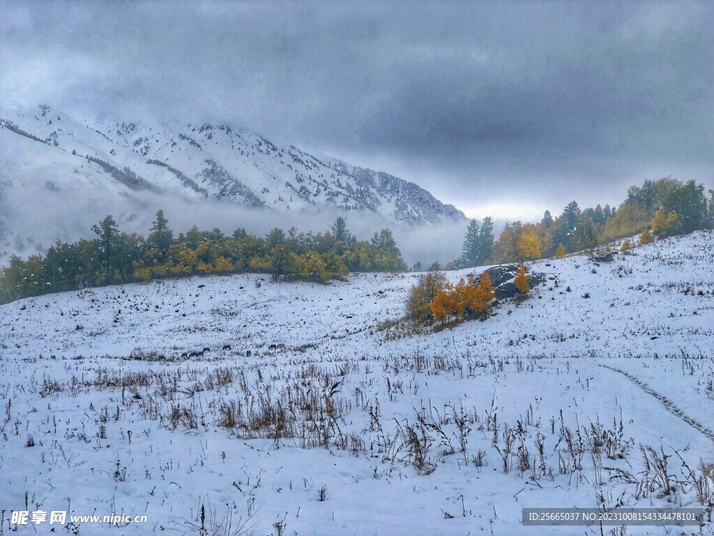 雪地