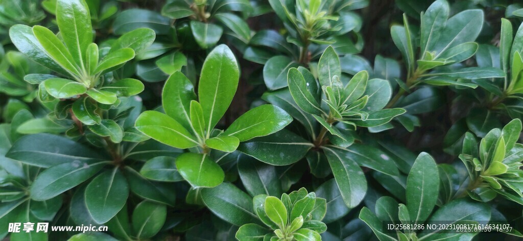 植物近拍