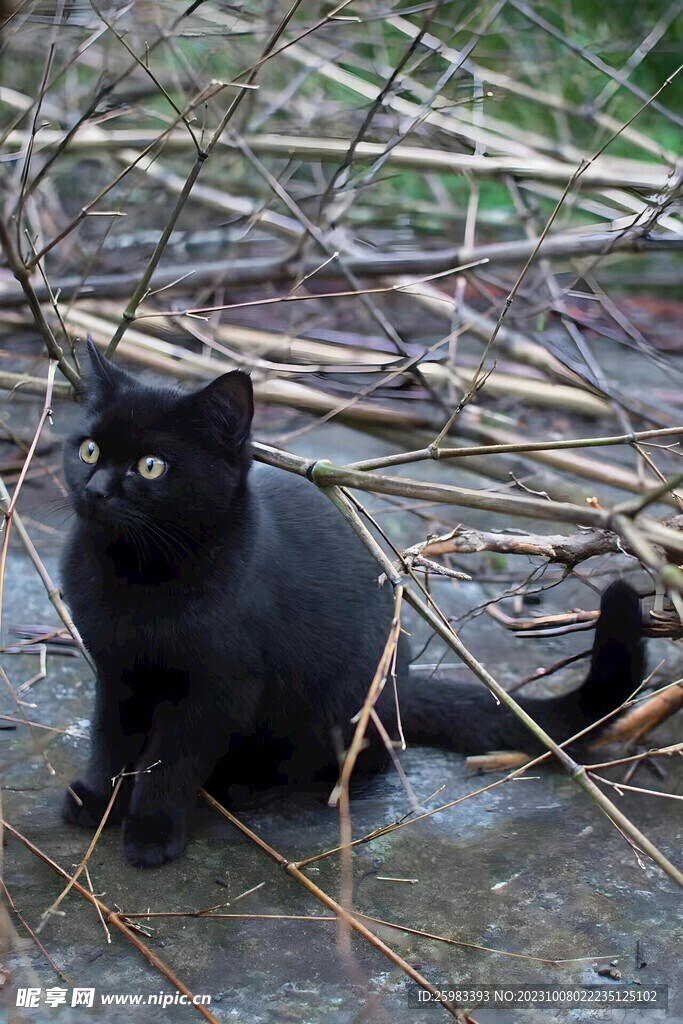 猫