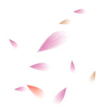 花瓣插画