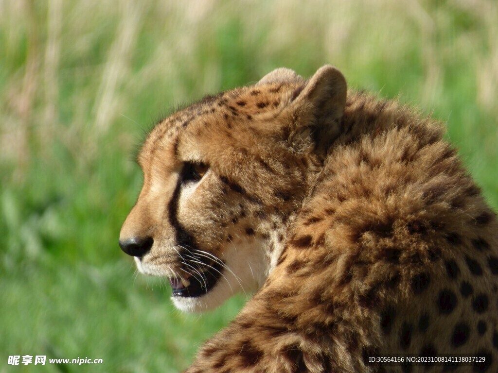 猎豹