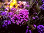 丁香花