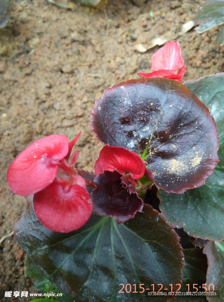 花卉拍摄 海棠花