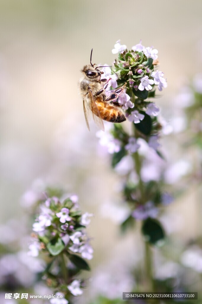 蜜蜂