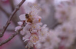 蜜蜂采蜜