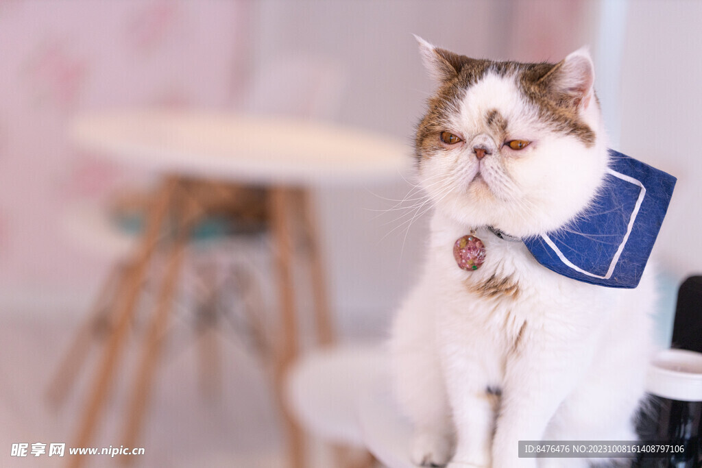 猫