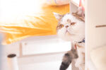 猫